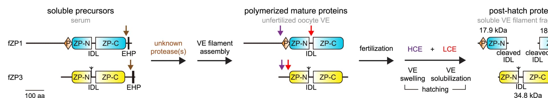 Open access visualization of Workflow, Domain Structure, Medaka VE Subunits, fZP1, fZP3