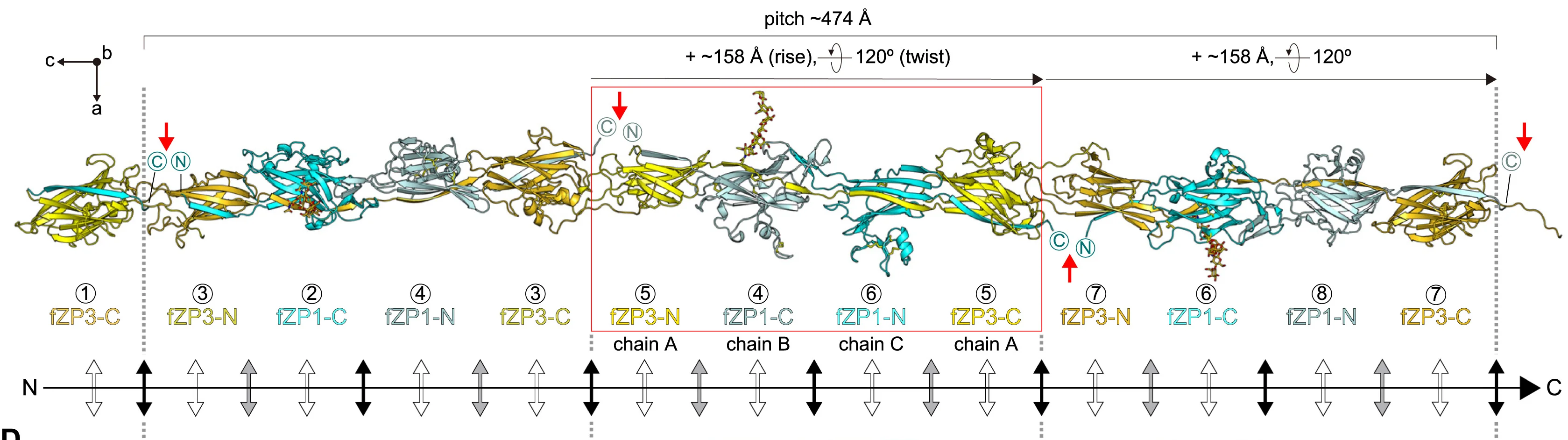 Open access visualization of Protein Structure, Illustration, ac Plane View, Crystal Form II, fZP3-N