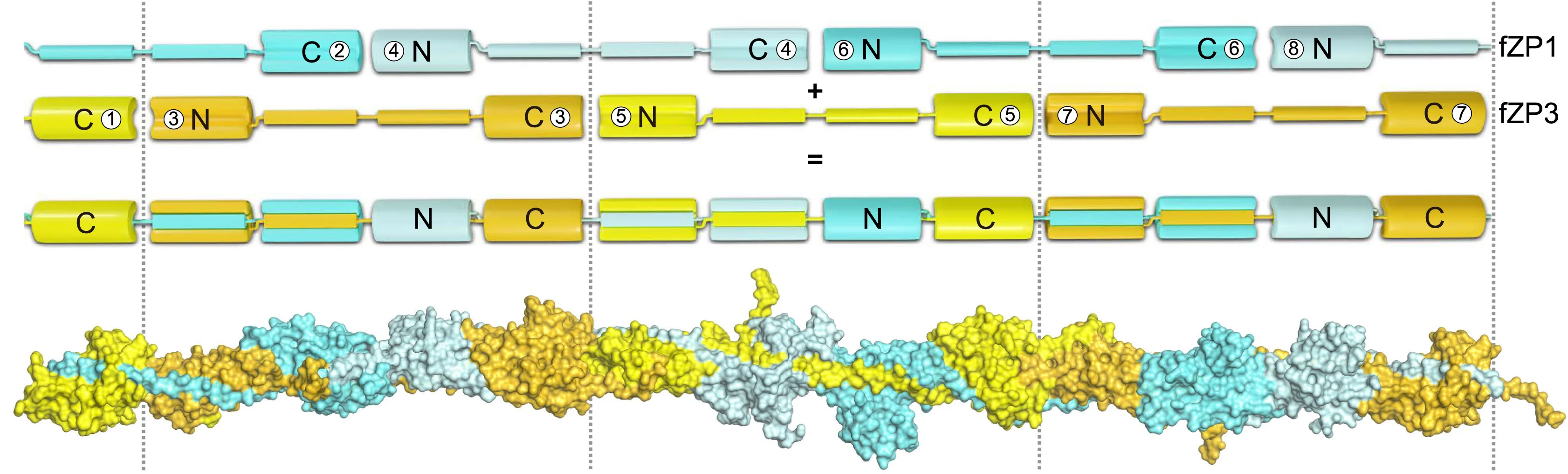 Open access visualization of Workflow, Chemical Structure, Schematic Representation, Surface Representation, Egg Coat Filament