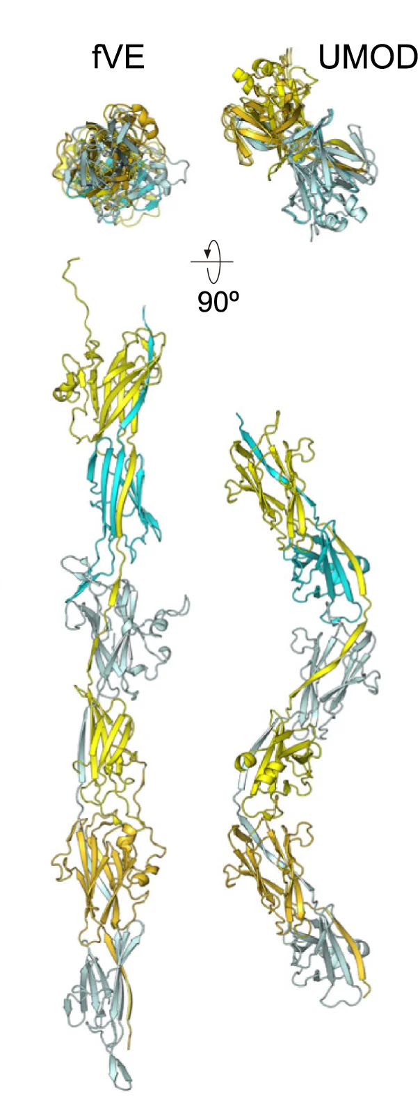 Open access visualization of Protein Structure, Filament Cores, fVE, UMOD, Section View