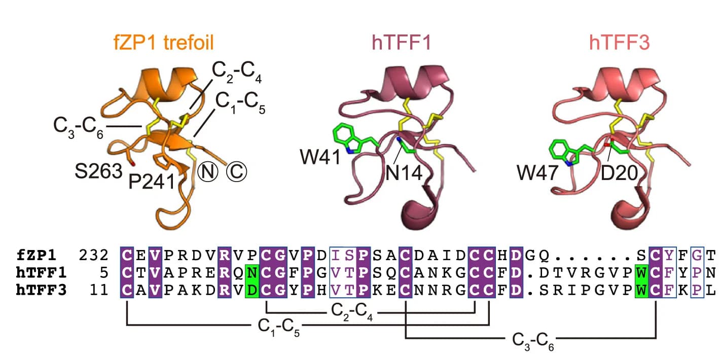 Open access visualization of Protein Structure, Table Image, Trefoil Domain Structure, fZP1, hTFF1