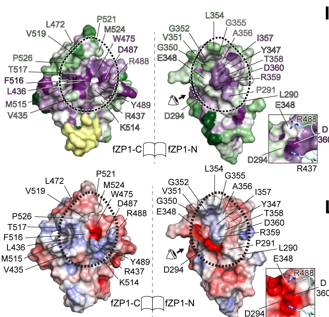 Open access visualization of Protein Structure, Surface Representations, fZP1-C/fZP1-N Homomeric Interface, Amino Acid Conservation, ZP1