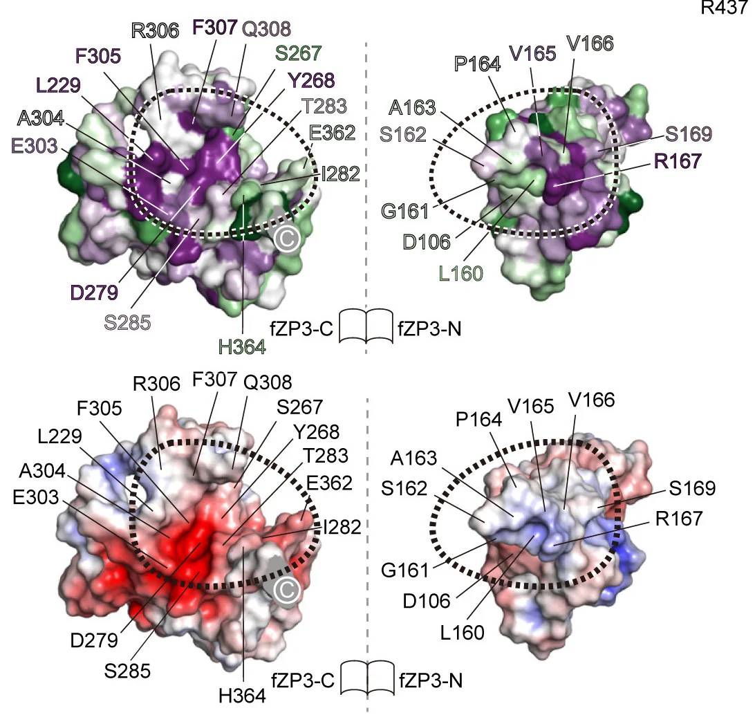 Open access visualization of Protein Structure, ZP3 Homolog, Residue Conservation, Electrostatic Potential Surface, Homomeric fZP3-C/fZP3-N Interface