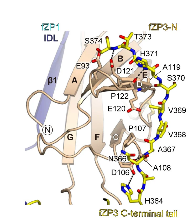 Open access visualization of Protein Structure, 3D Plot, fZP3 C-Terminal Tail, ZP-N Domain, fZP3 Protofilament