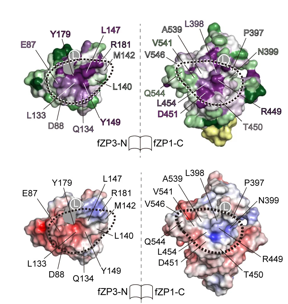 Open access visualization of Protein Structure, Amino Acid Conservation, Electrostatic Potential Surface, Heteromeric fZP1-N/fZP3-C Interface, Heteromeric fZP3-N/fZP1-C Interface