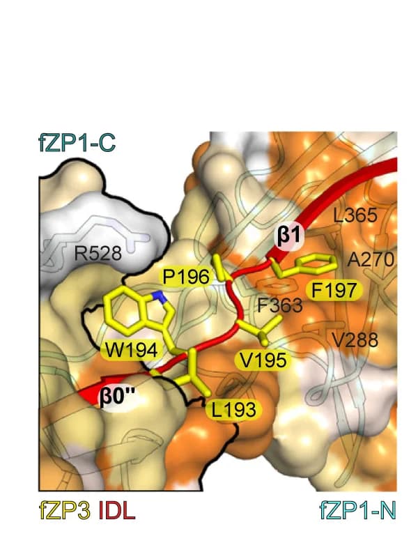 Open access visualization of Protein Structure, fZP3 IDL, fZP1-C/fZP1-N Homomeric Interface, fZP1 Subunit Surfaces, Hydrophobicity