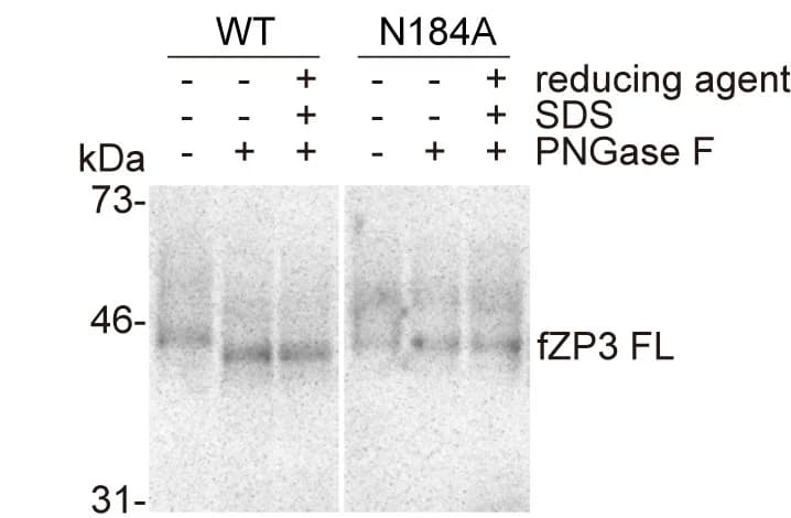 Open access visualization of Gel, Immunoblot Analysis, Recombinant fZP3, N-Glycosylation, PNGase F