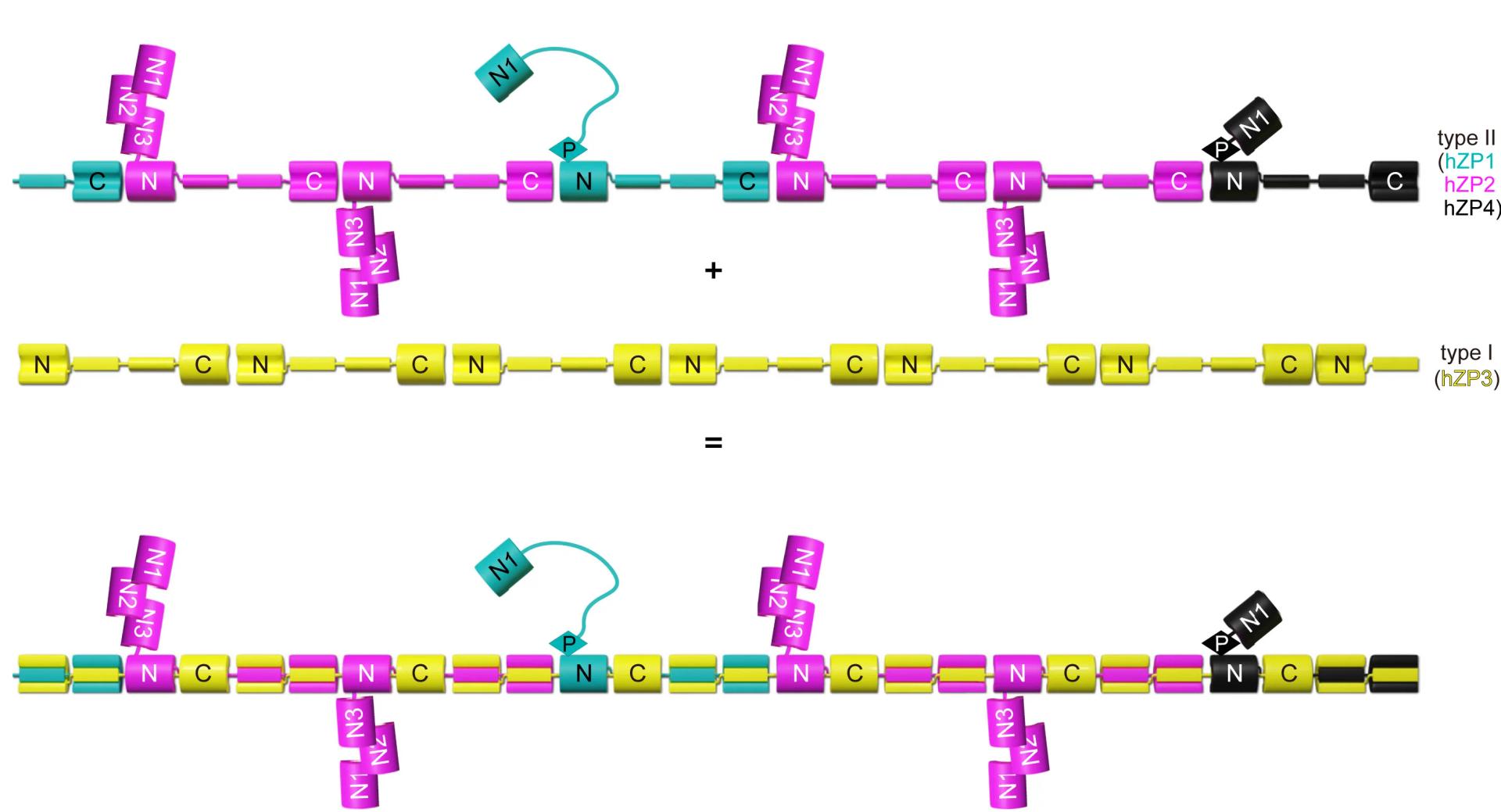 Open access visualization of Illustration, Workflow, hZP Filament, Protofilament, NTR