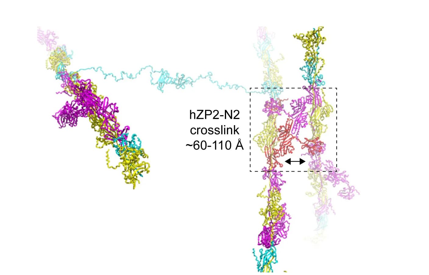 Open access visualization of Protein Structure, Post-fertilization, Cleavage, Homodimerization, hZP2 NTRs