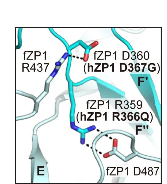 Open access visualization of Protein Structure, 3D Plot, fZP1, fZP3, Residues