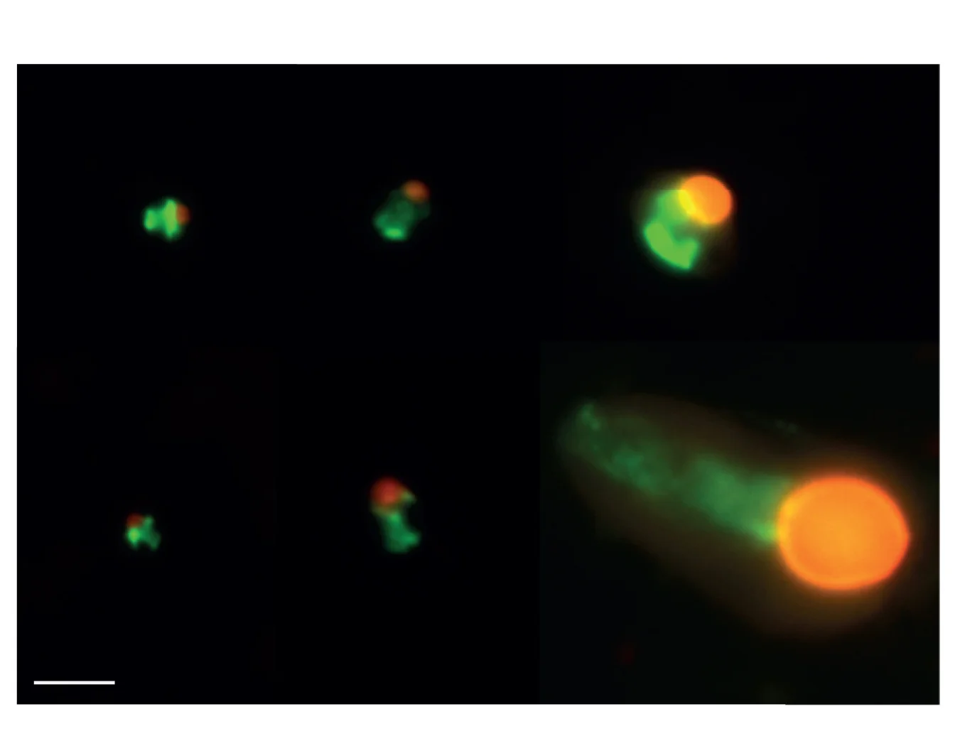 Open access visualization of Microscopy, CARD-FISH, UCYN-A, Sublineages, Haptophyte