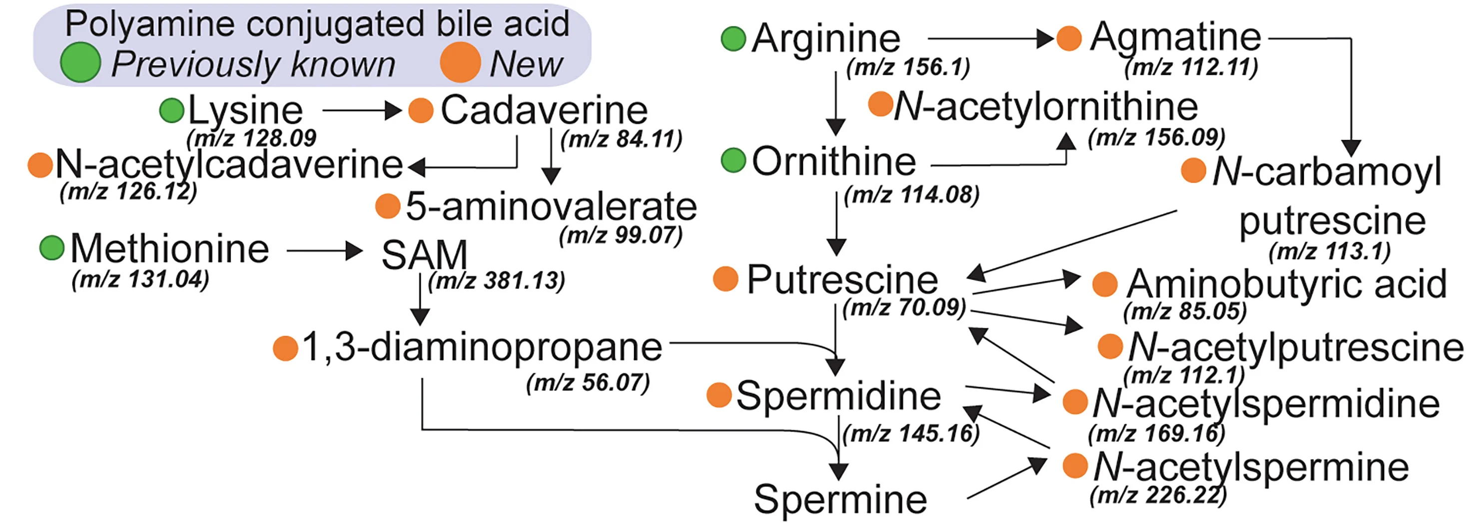 Open access visualization of Workflow, Flowchart, Polyamine, Biosynthetic Pathway, Bile Acids