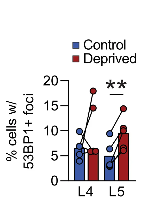 Open access visualization of Clustered, Scatter Plot, Neurons, 53BP1 Foci, Barrel Cortex