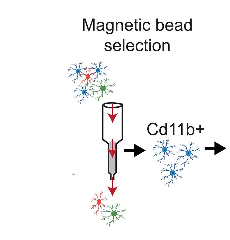 Open access visualization of Workflow, Illustration, Microglia Isolation, Single-Cell Sequencing, Schematic