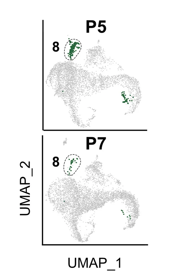 Open access visualization of UMAP, Scatter Plot, UMAP Plots, Age, Cluster 8