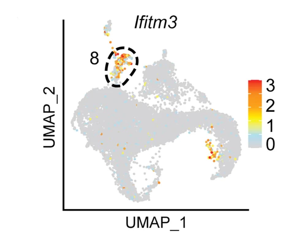 Open access visualization of Scatter Plot, UMAP, UMAP Plot, Gene Expression, Cluster 8