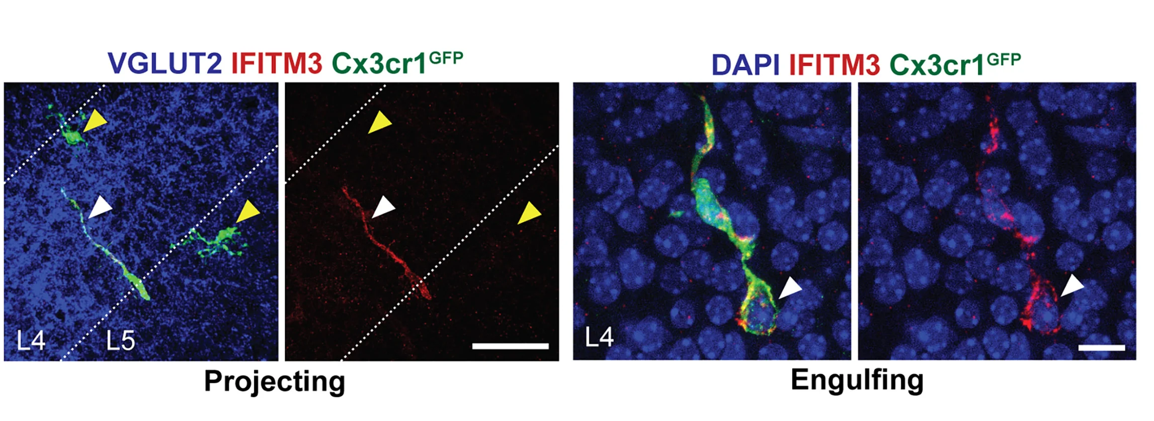 Open access visualization of Microscopy, Microglia, IFITM3, Engulfment, Barrel Cortex