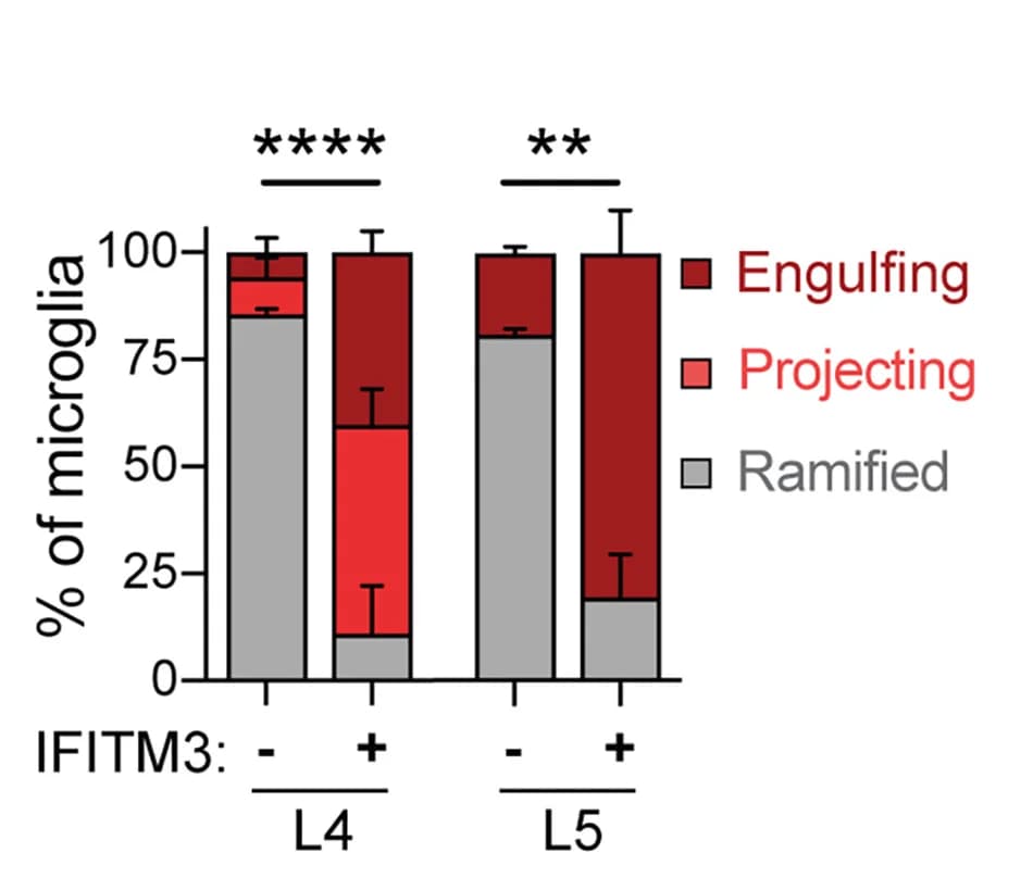 Open access visualization of Stacked Bar Plot, Error Bars, Microglia, Morphology, Quantification