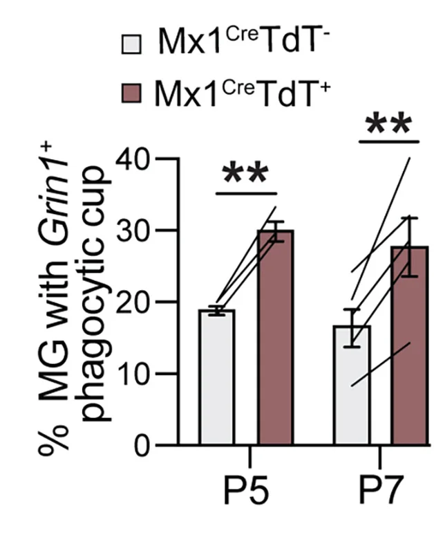 Open access visualization of Bar Plot, Error Bars, Microglia, Phagocytic Cups, Grin1
