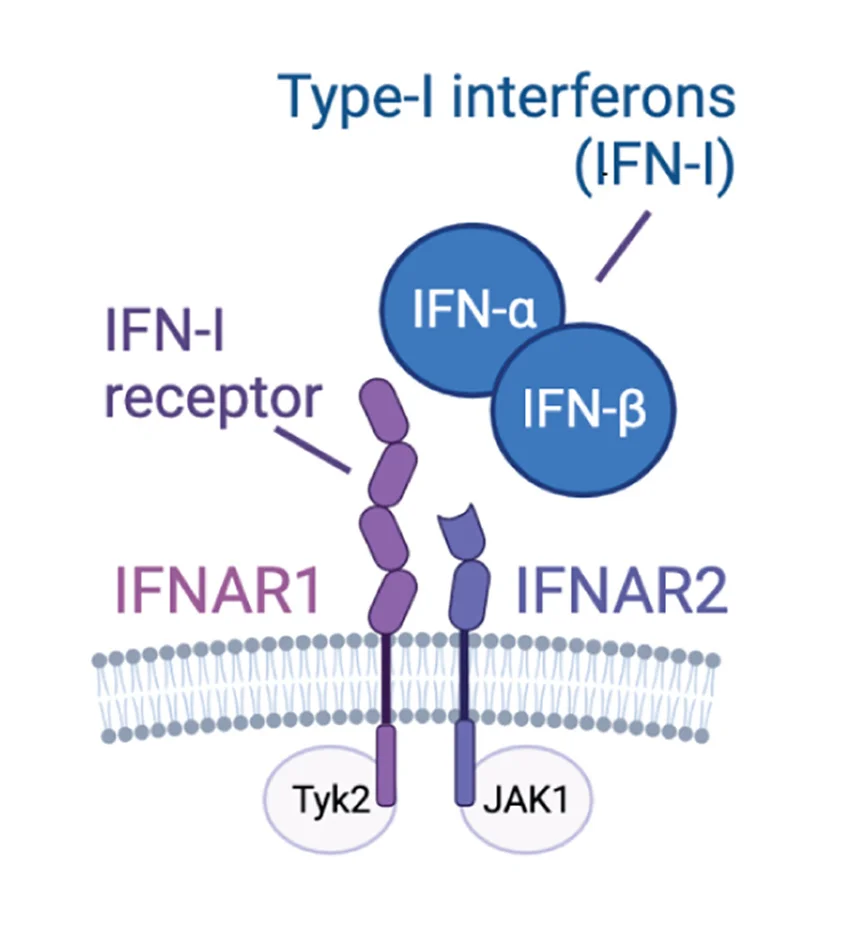 Open access visualization of Illustration, Workflow, Type I Interferon Receptor, Ligands