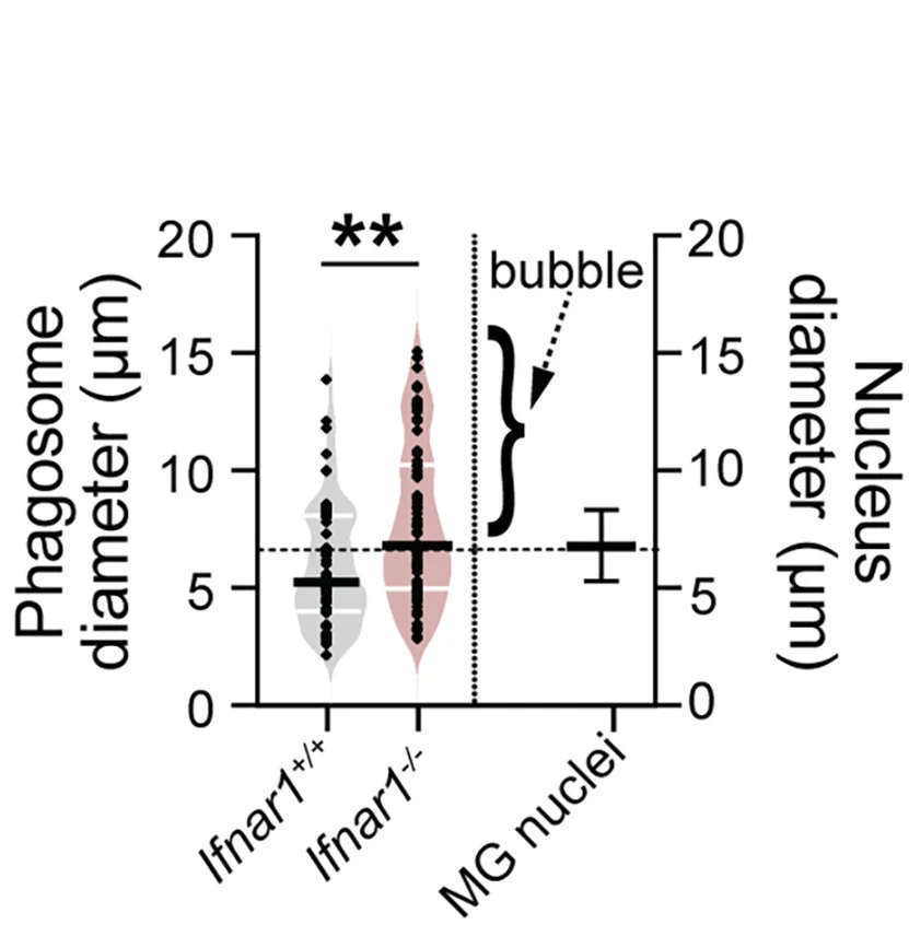 Open access visualization of Violin Plot, Error Bars, Microglial Phagosome, Barrel Cortex, Ifnar1+/+ Mice