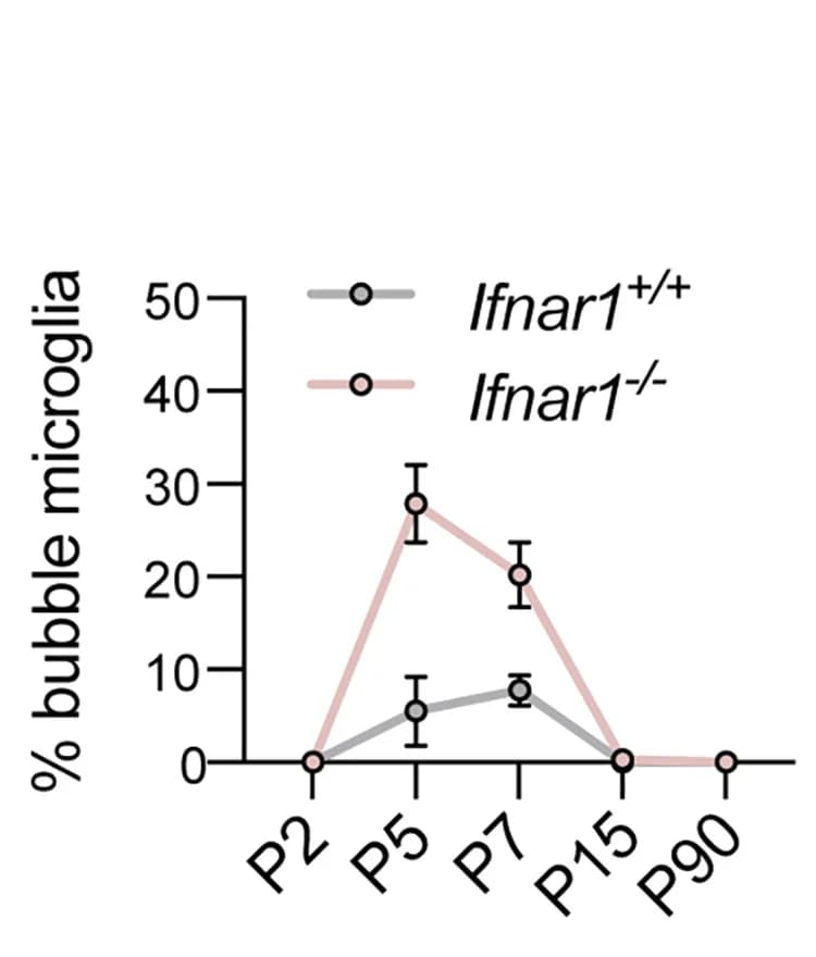 Open access visualization of Line Plot, Error Bars, Bubble Morphology Microglia, Barrel Cortex, Ifnar1+/+ Mice