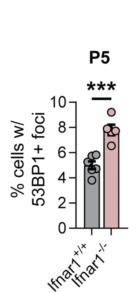 Open access visualization of Bar Plot, Error Bars, 53BP1+ Foci, Barrel Cortex, Ifnar1+/+ Mice