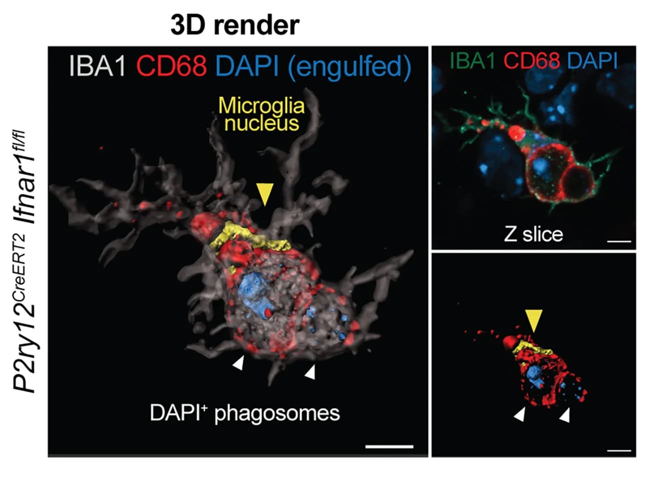 Open access visualization of 3D Plot, Microscopy, 3D Render, Microglia, DAPI