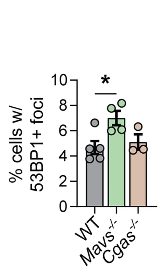 Open access visualization of Bar Plot, Error Bars, Foci, Barrel Cortex, Cells