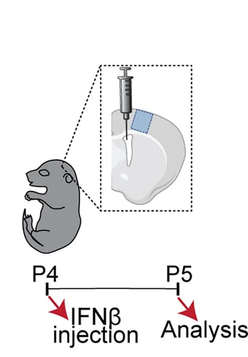 Open access visualization of Workflow, Illustration, Experimental Design, IFN-β, PBS