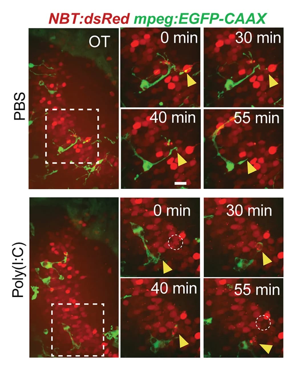 Open access visualization of Microscopy, Microglia, Neurons, Zebrafish, Optic Tectum