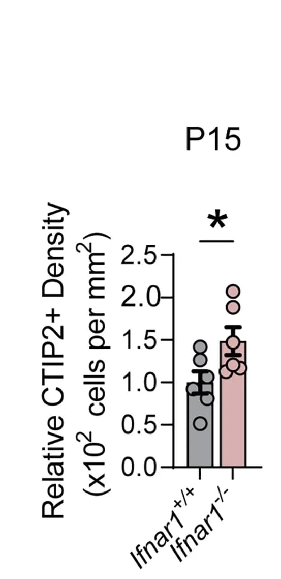 Open access visualization of Bar Plot, Error Bars, Scatter Plot, CTIP2+ Neuron Density, Cortical Layers