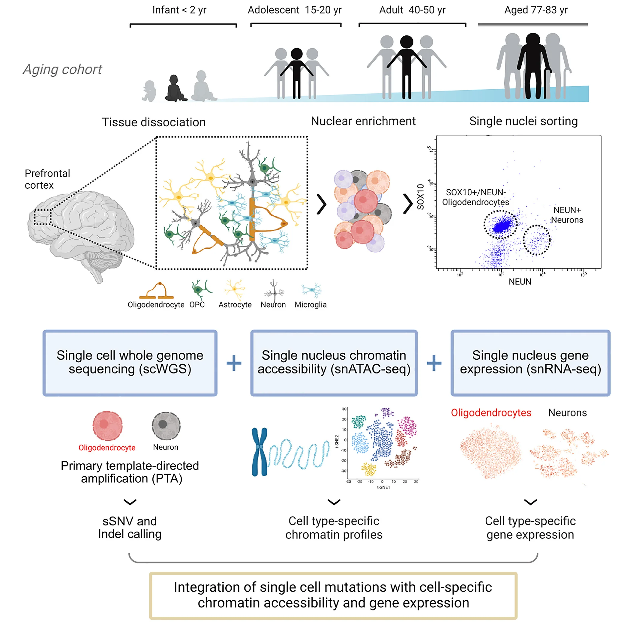 Open access visualization of Workflow, Scatter Plot, Oligodendrocytes, Neurons, FANS