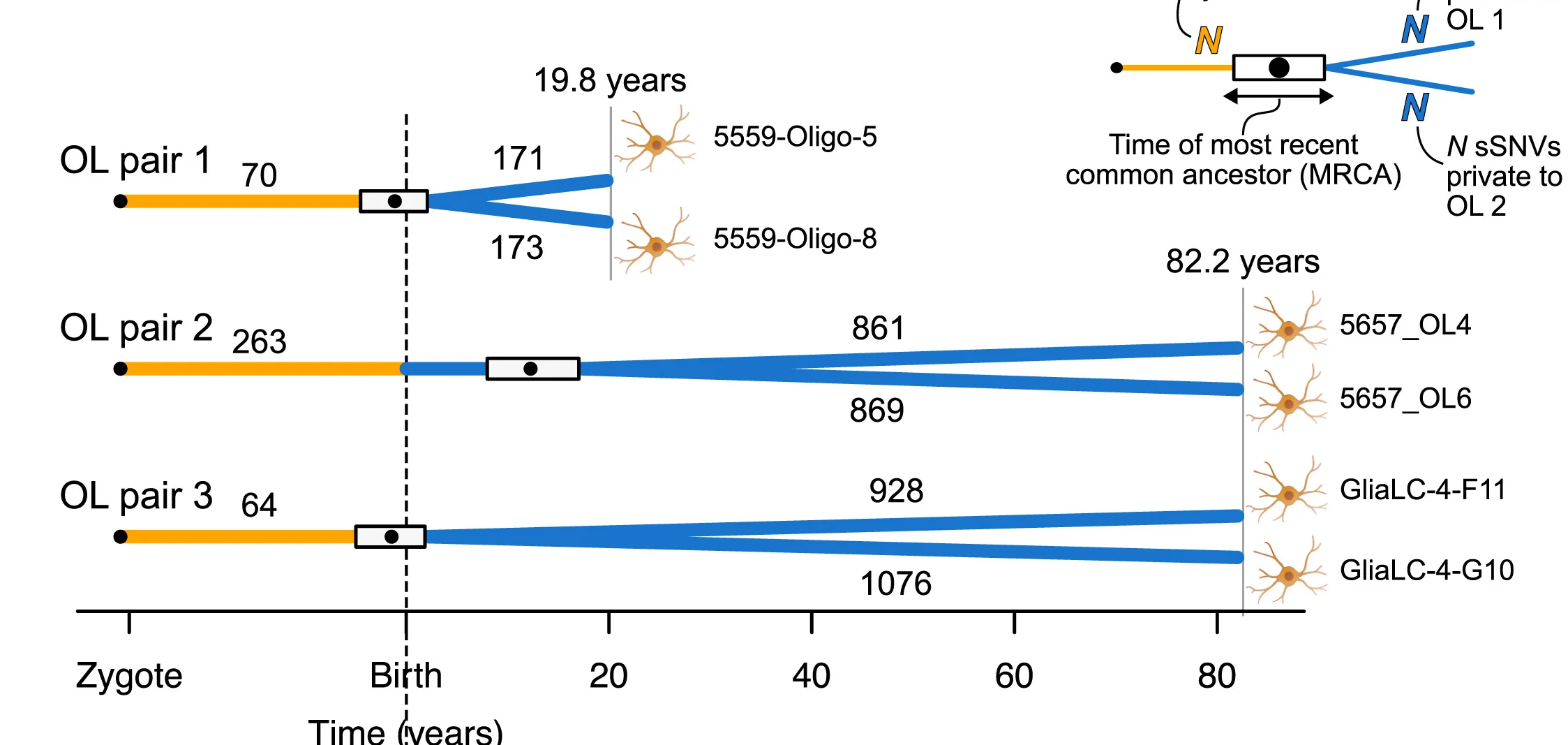Open access visualization of Line Plot, Sankey, Oligodendrocytes, MRCA, Aging