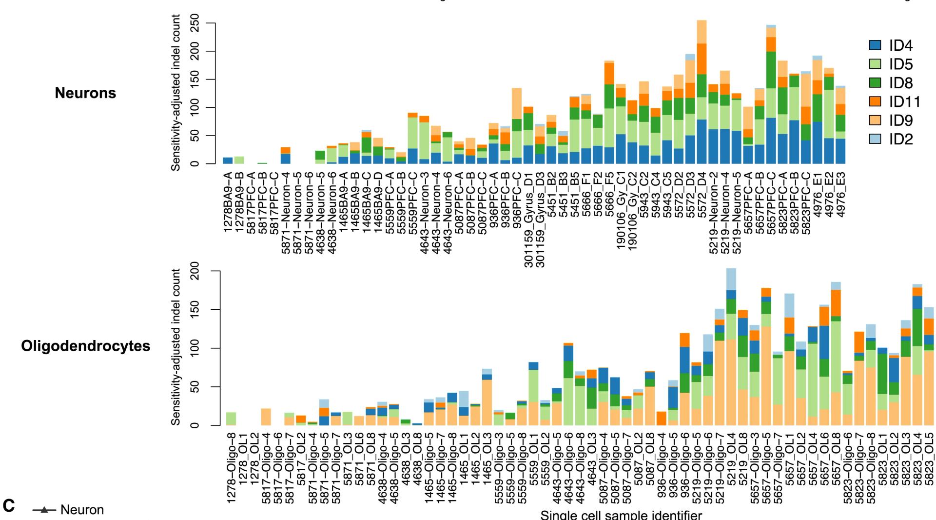 Open access visualization of Stacked Bar Plot, COSMIC Indel Signatures, Oligodendrocytes, Neurons, Single Cell