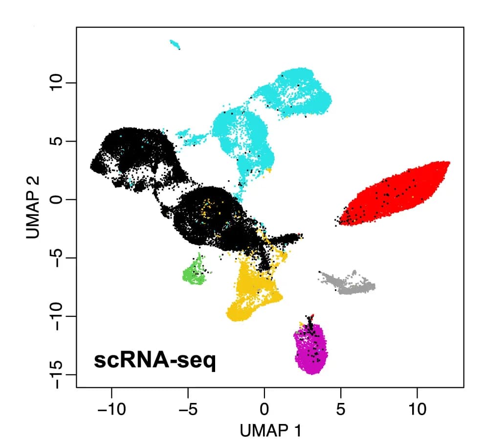 Open access visualization of UMAP, Scatter Plot, snRNA-seq, Cell Type Annotation