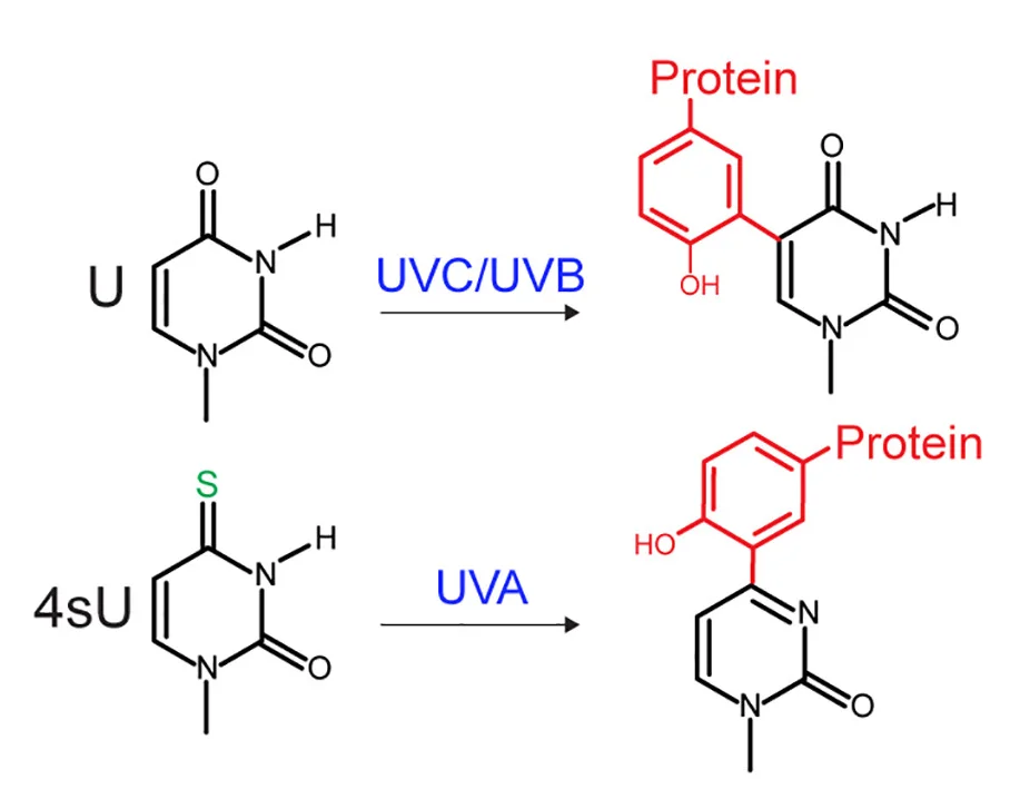 Open access visualization of Chemical Structure, UV, RNA Protein Crosslinking, Amino Acids