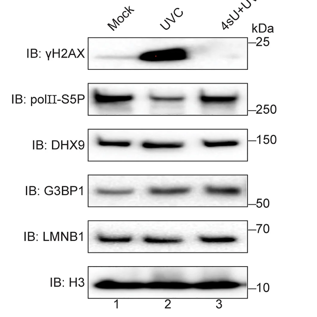 Open access visualization of Gel, Immunoblot, HeLa Cells, UVC, 4sU