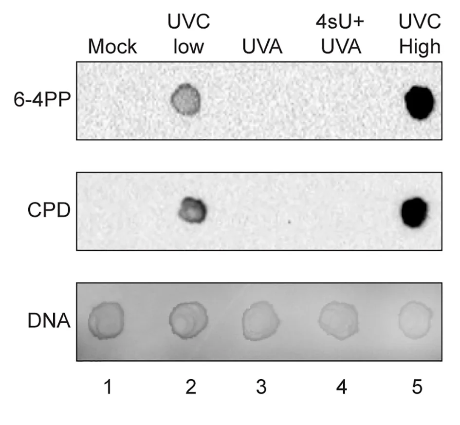 Open access visualization of Gel, DNA Dot Blot, HeLa Cells, UVC, Pyrimidine Pyrimidone