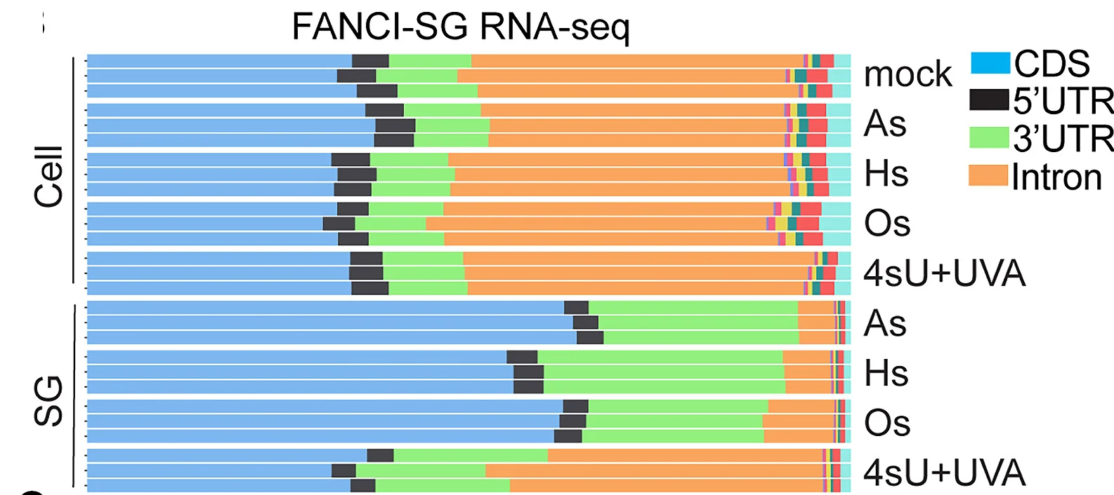 Open access visualization of Stacked Bar Plot, RNA, HeLa Cells, Stress Granules, Intron