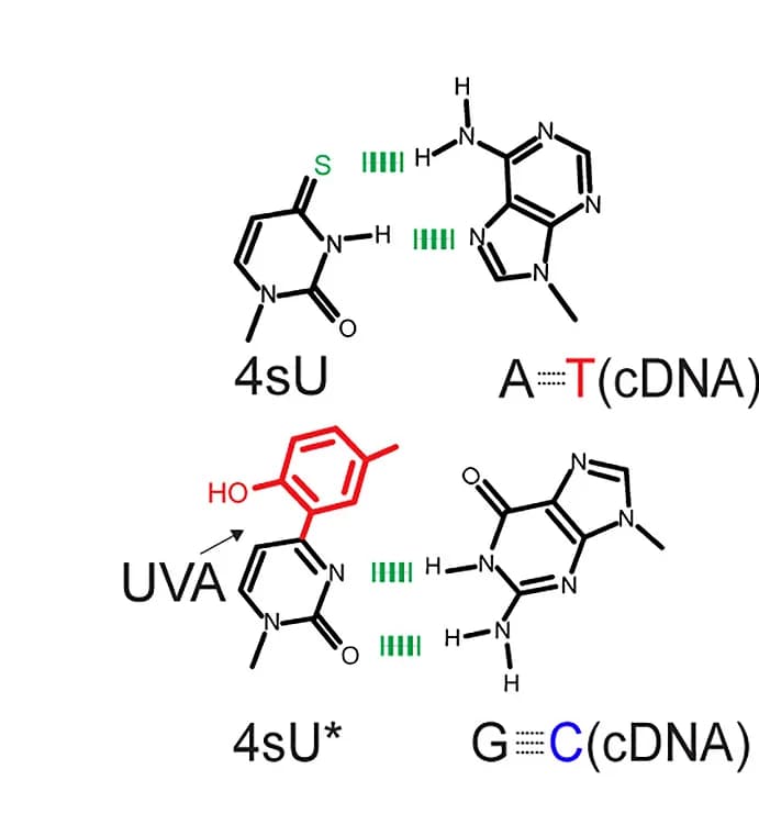 Open access visualization of Chemical Structure, 4sU, Adenosine, Thymidine, Guanosine