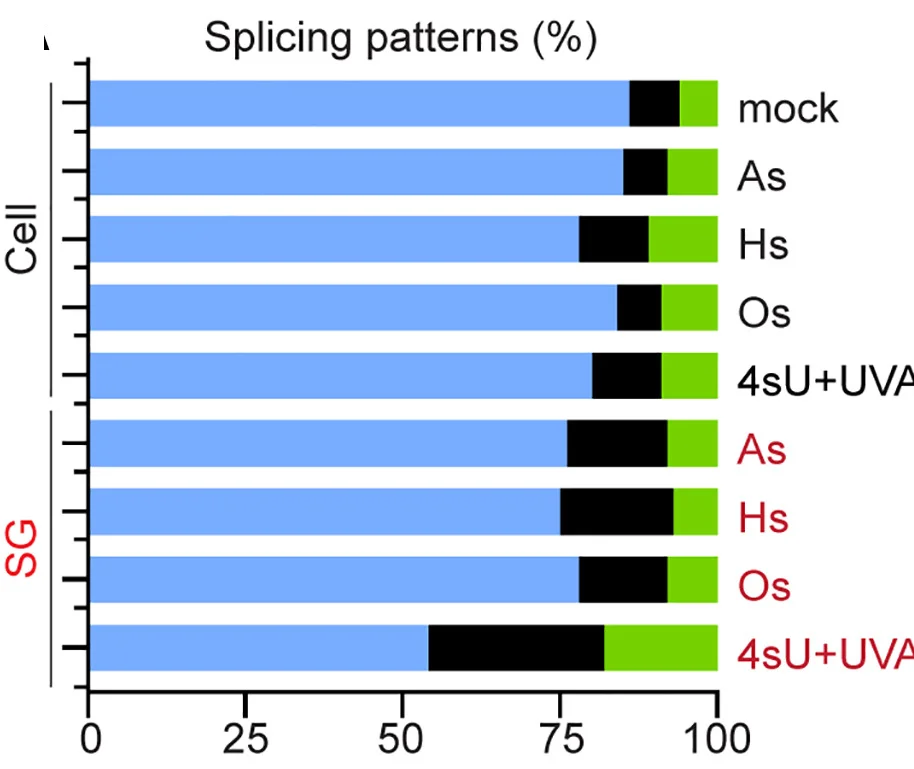 Open access visualization of Stacked Bar Plot, Splicing Junction, RNA, HeLa Cells, Stress Granules