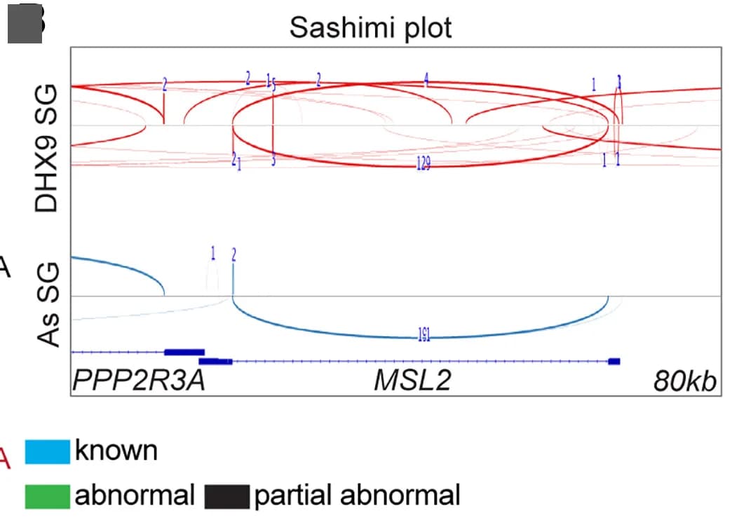 Open access visualization of Line Plot, Sashimi Plots, Splicing Pattern, MSL2