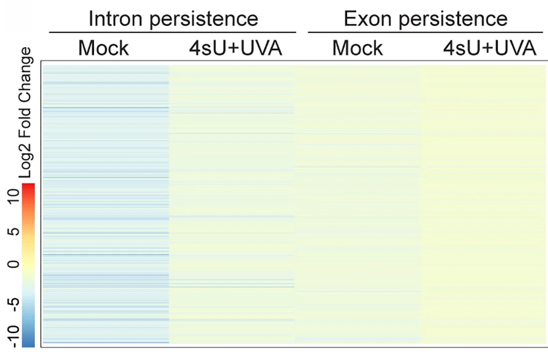 Open access visualization of Heatmap, Intron Levels, Exon Levels, HeLa Cells, DHX9