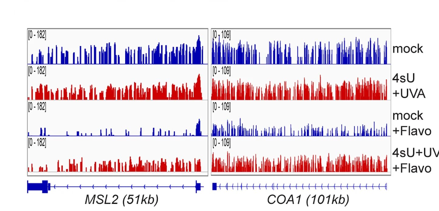 Open access visualization of Line Plot, Histogram, IGV Snapshot, RNA-seq, MSL2