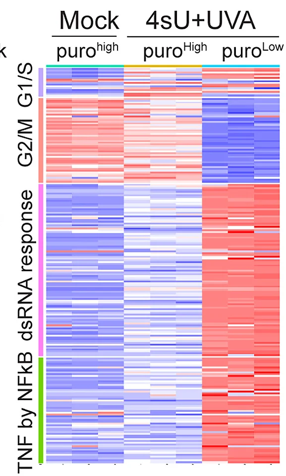 Open access visualization of Heatmap, Gene Expression, G1/S, G2/M, dsRNA Immune Response