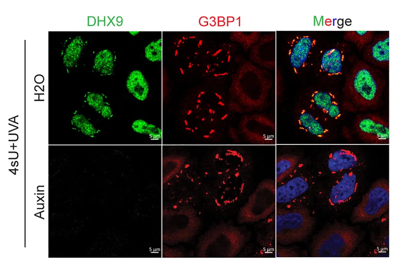 Open access visualization of Microscopy, Confocal Images, DHX9, J2 Signals, DHX9-AID