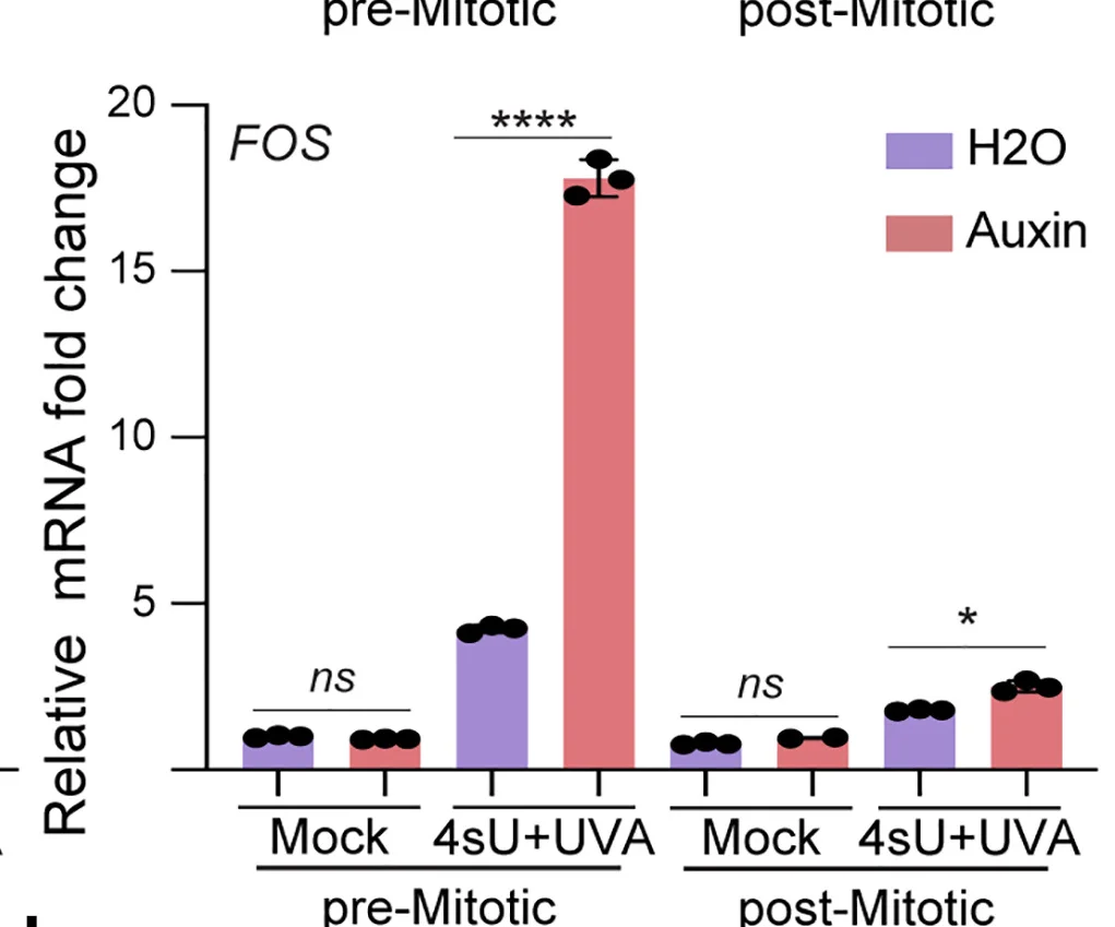 Open access visualization of Bar Plot, Error Bars, Clustered, RT-qPCR, Gene Expression