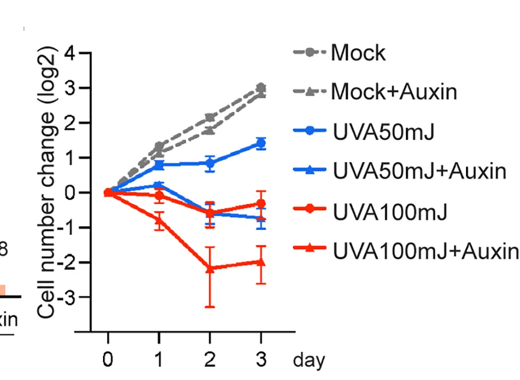 Open access visualization of Line Plot, Error Bars, DHX9-AID, Myc-Tir1HeLa Cells, Cell Growth Curve