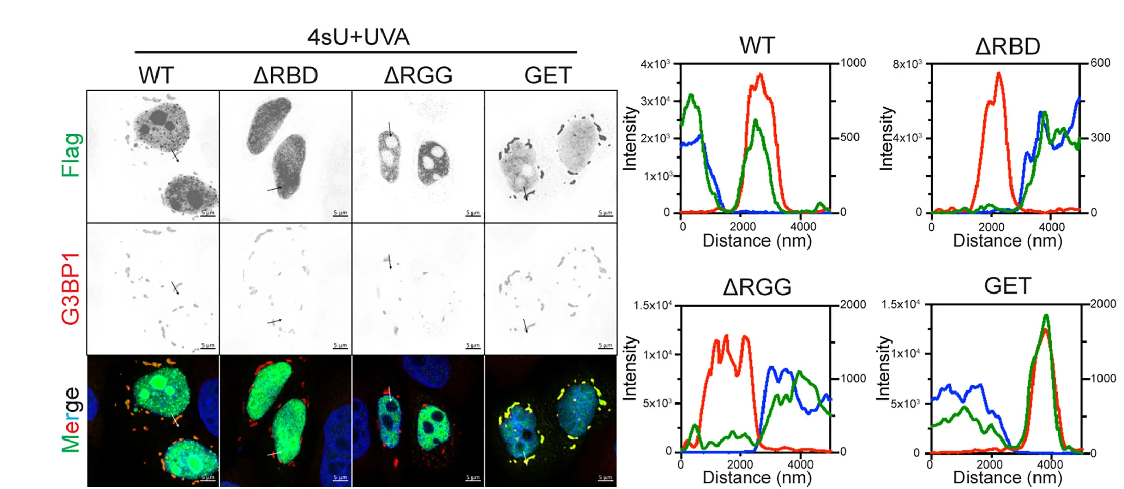 Open access visualization of Line Plot, Microscopy, Photo, Confocal Images, FLAG-DHX9